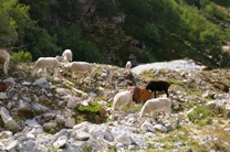 Vallée de la Haute Ariège...