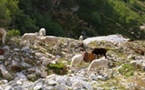 Vallée de la Haute Ariège...